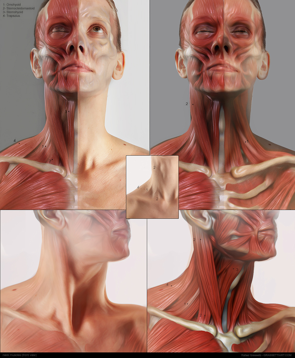 neck_muscles01l